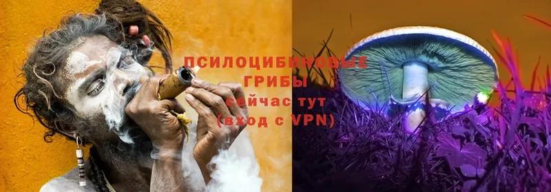 Галлюциногенные грибы Psilocybe  Горняк 